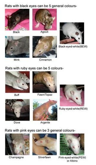 Rat Chart