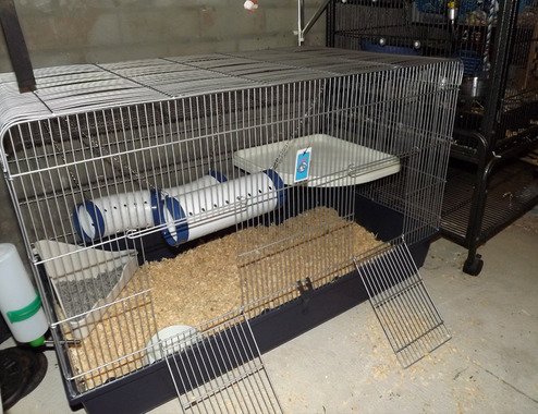 Mistake 5: Using Shelves and Having a Poor Cage Setup – Azuline Rattery
